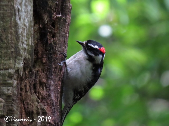 Downy Woodpecker (Eastern) - Rafael Campos-Ramírez