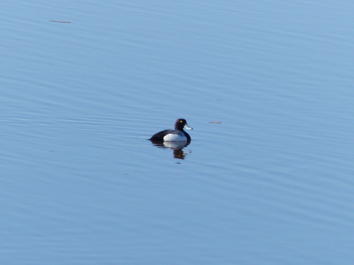 Greater Scaup - ML159008811