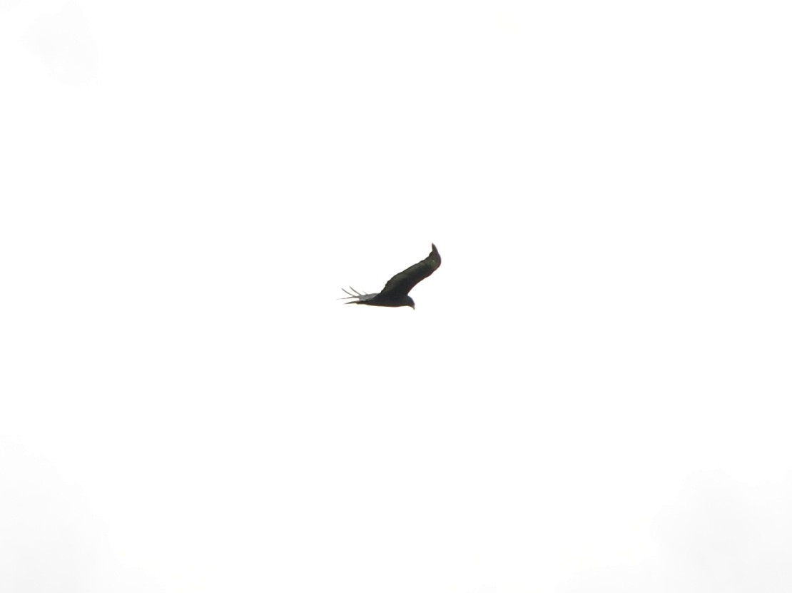 Zone-tailed Hawk - ML159009921