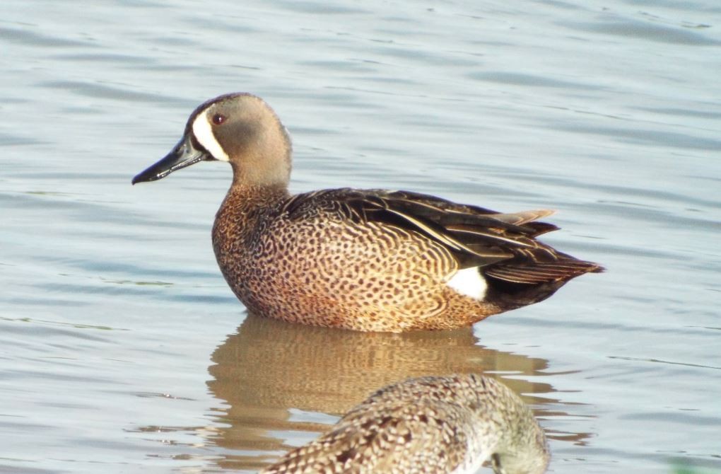 Blue-winged Teal - ML159012361