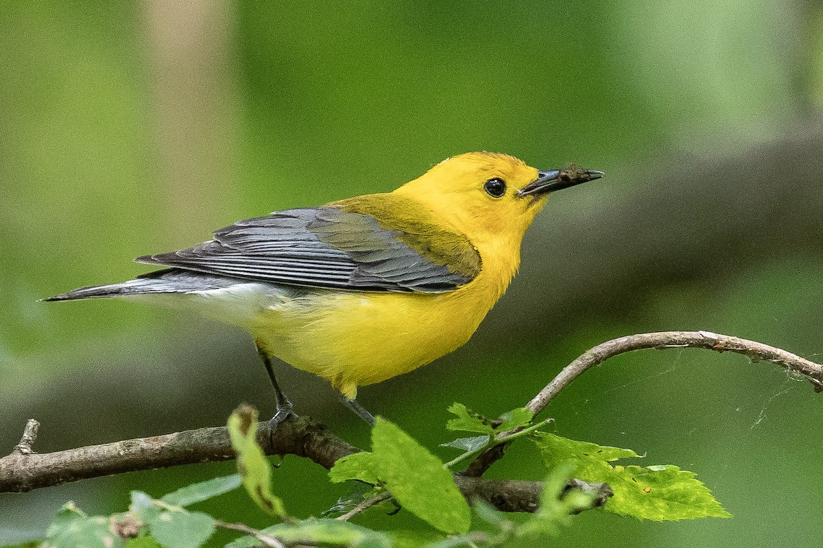 Prothonotary Warbler - ML159020291