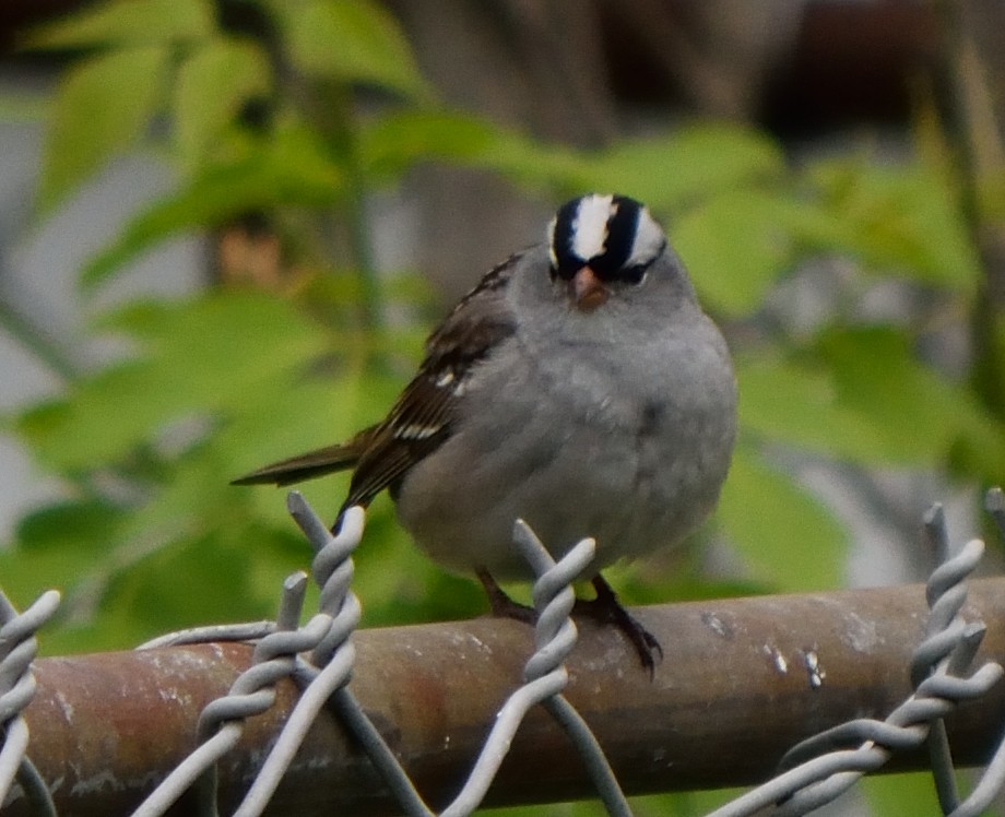 White-crowned Sparrow - ML159027271