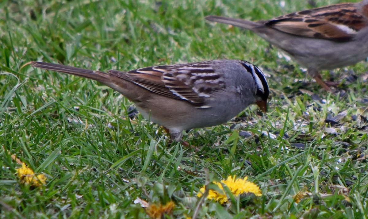White-crowned Sparrow - ML159027411