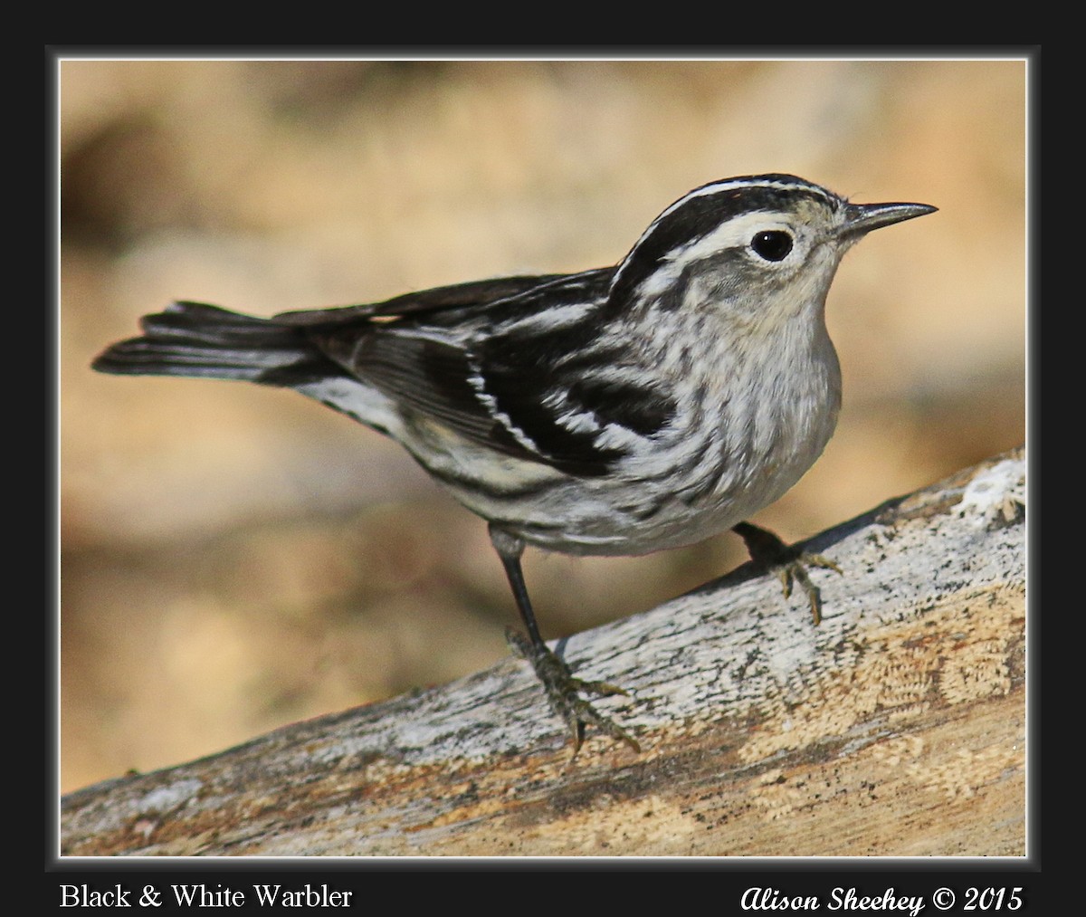 Black-and-white Warbler - Alison Sheehey