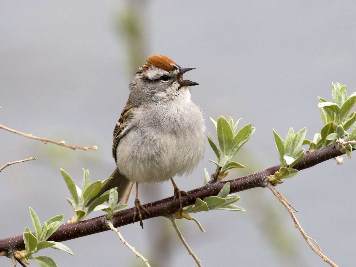 Chipping Sparrow - Bob Martinka