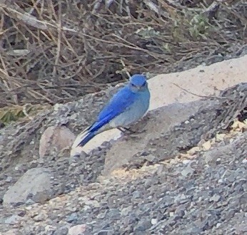 Mountain Bluebird - ML159036331