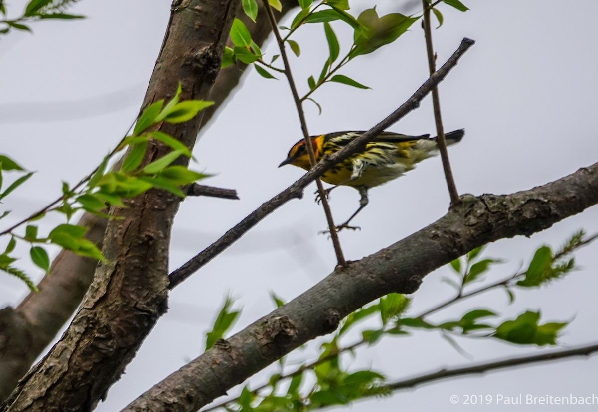 Cape May Warbler - ML159037761