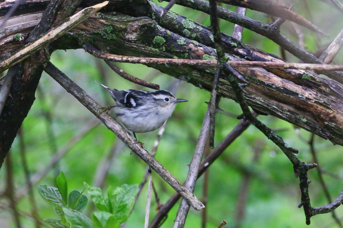 Black-and-white Warbler - ML159038141