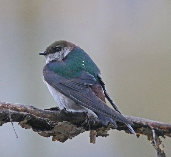 Violet-green Swallow - ML159038861