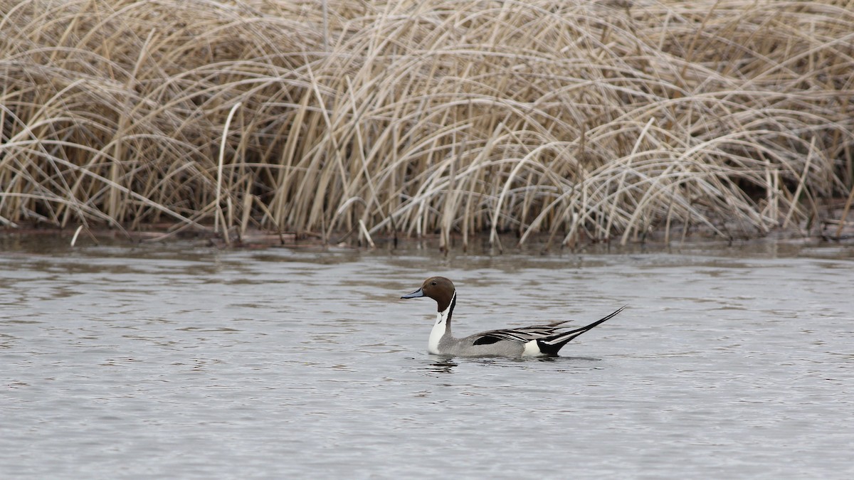 Northern Pintail - Eric Hynes