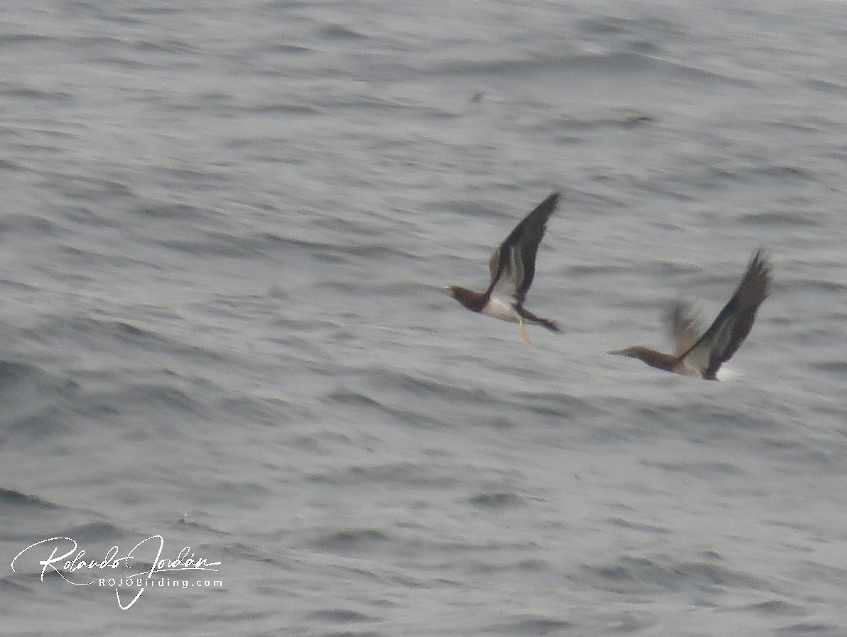 Brown Booby - ML159042511