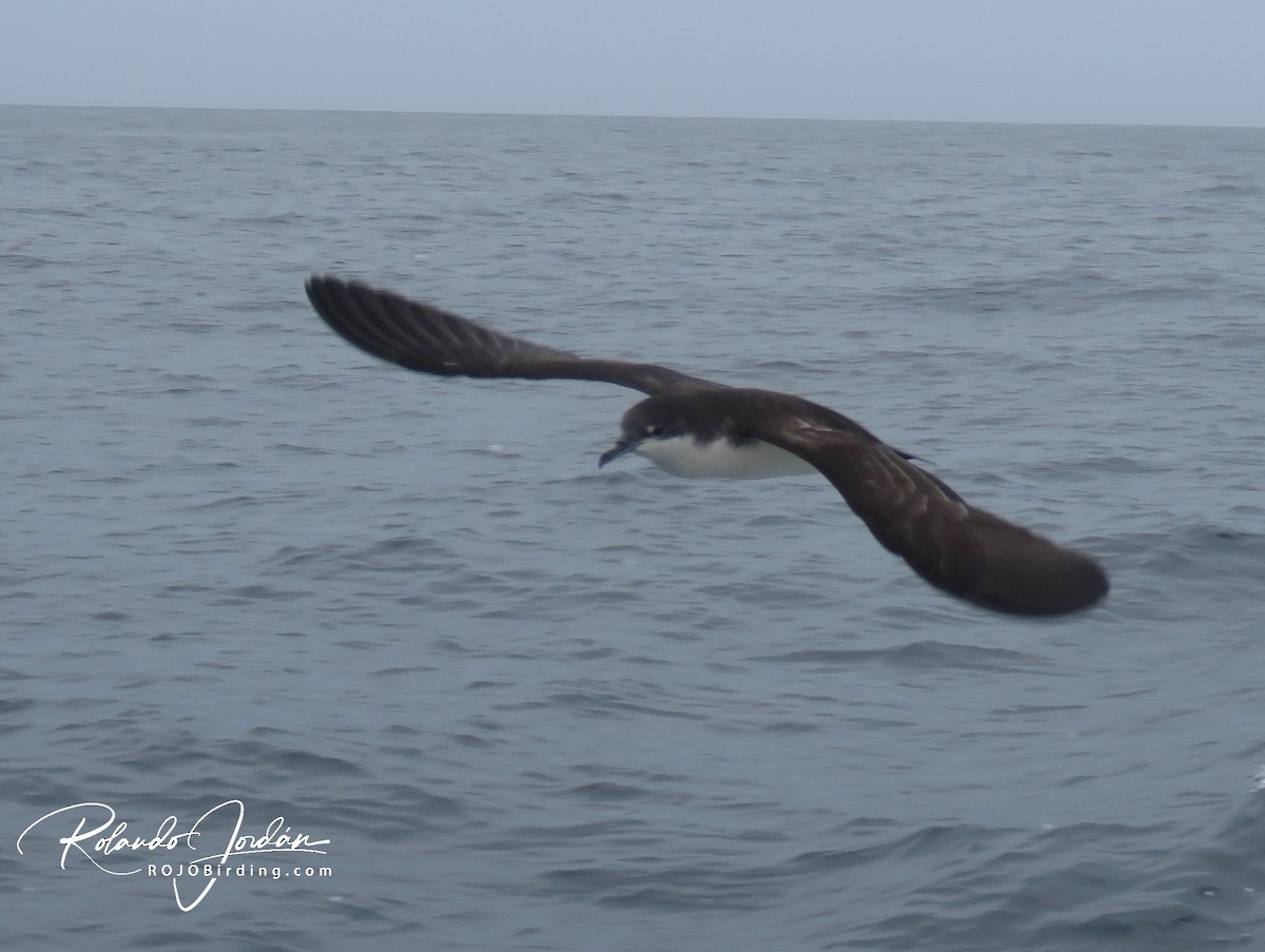 Galapagos Shearwater (Light-winged) - ML159043771
