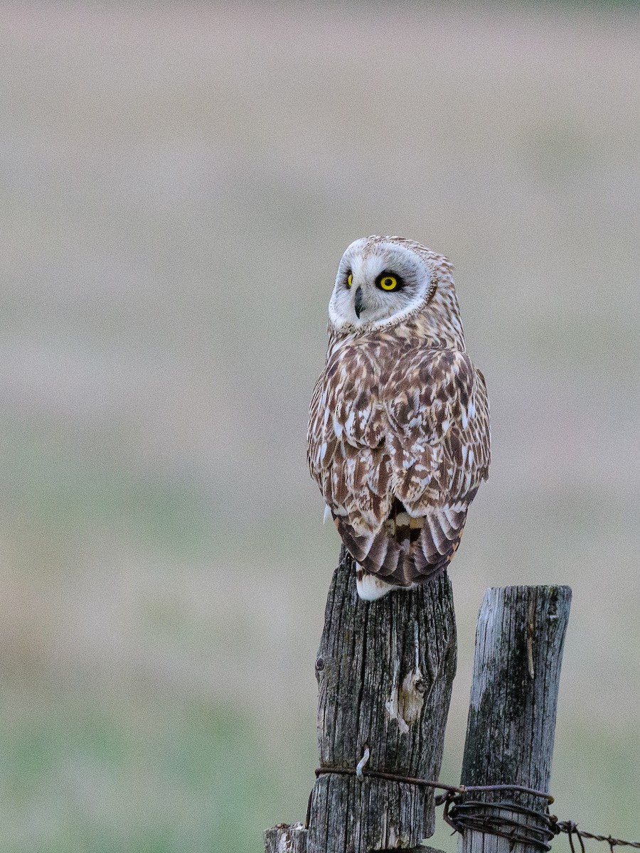 Short-eared Owl - ML159045781