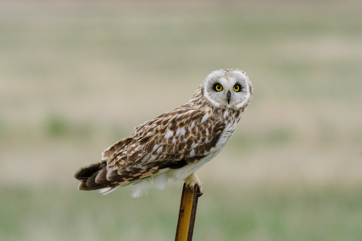 Short-eared Owl - ML159045871