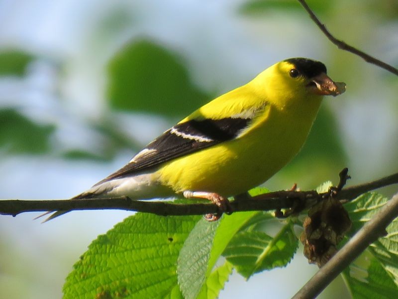 American Goldfinch - Tracy The Birder