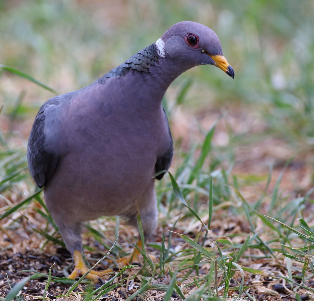 Pigeon à queue barrée - ML159051121