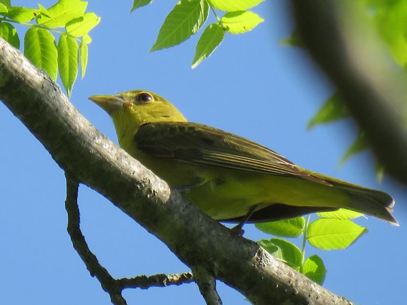 Summer Tanager - Tracy The Birder