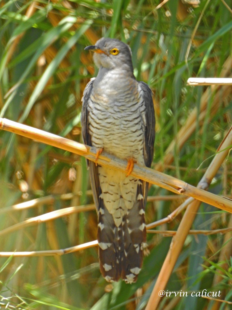 Common Cuckoo - Irvin Calicut