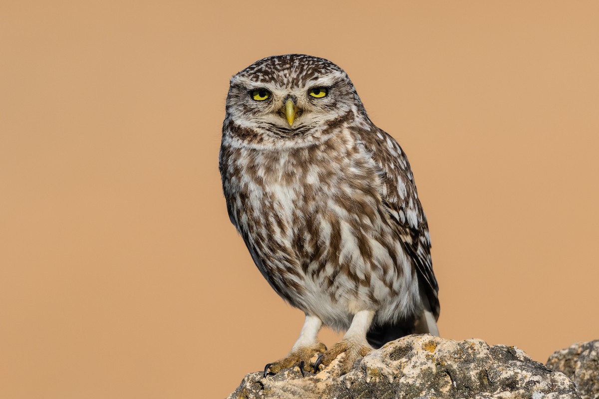 Little Owl - Stefan Hirsch