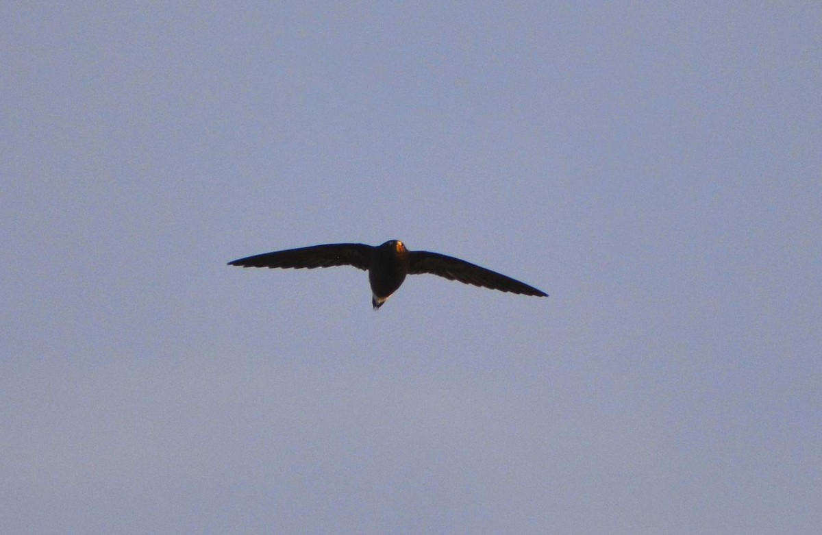 Brown-backed Needletail - ML159057891