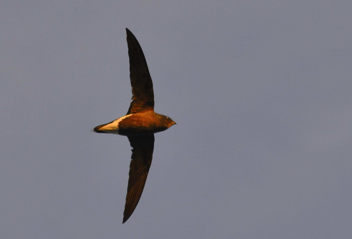 Brown-backed Needletail - ML159057901