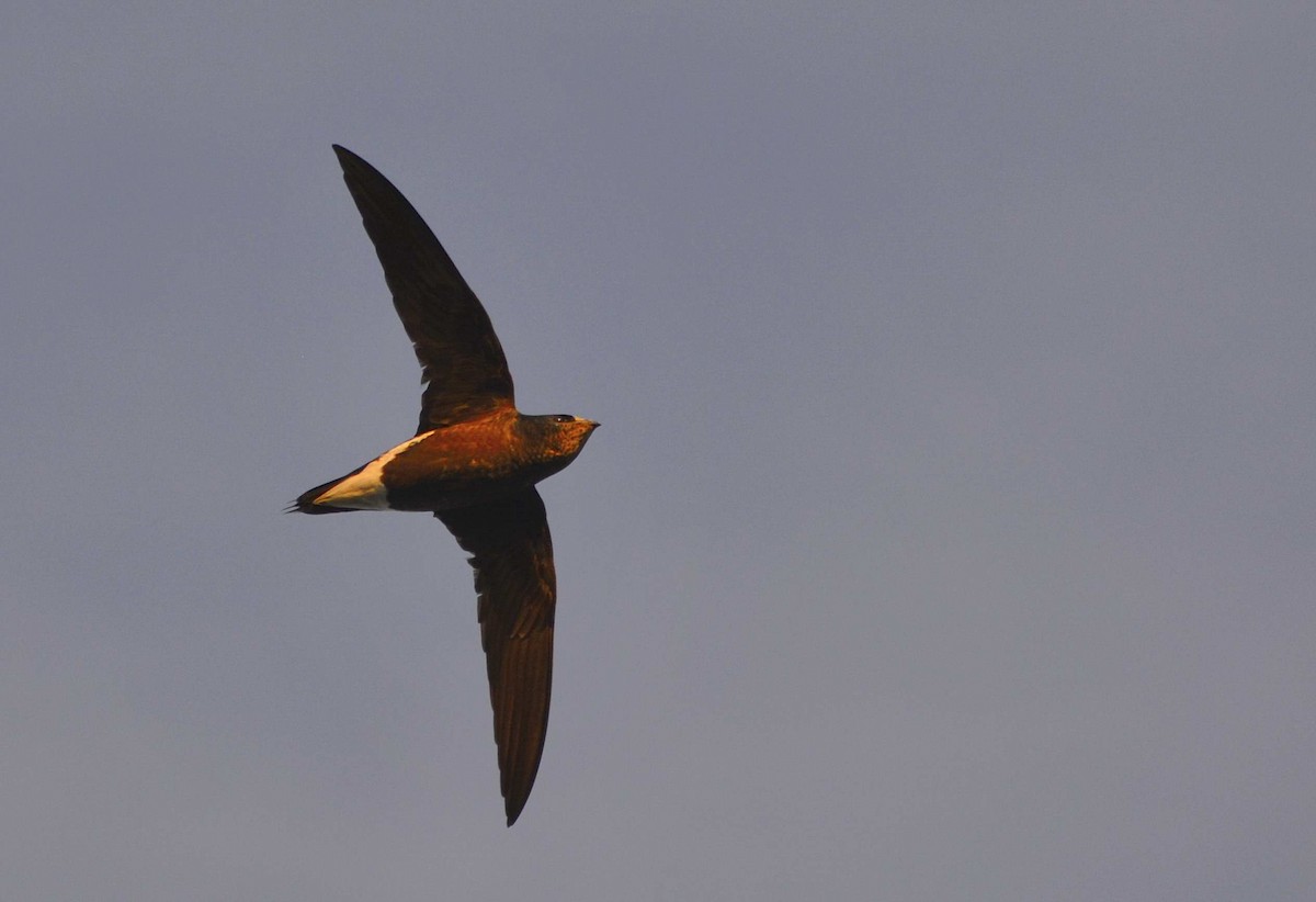 Brown-backed Needletail - ML159057911