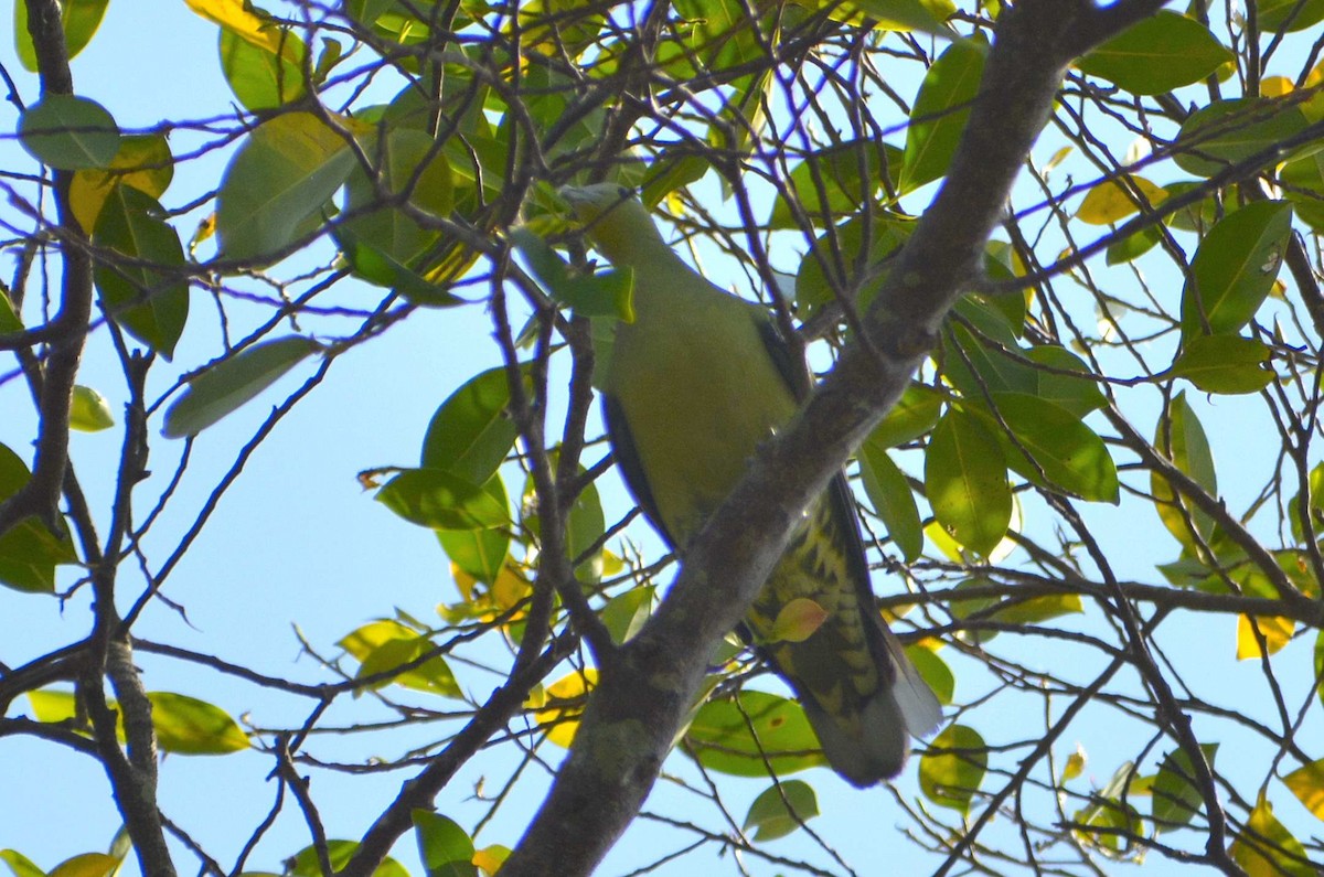Andaman Green-Pigeon - ML159058231
