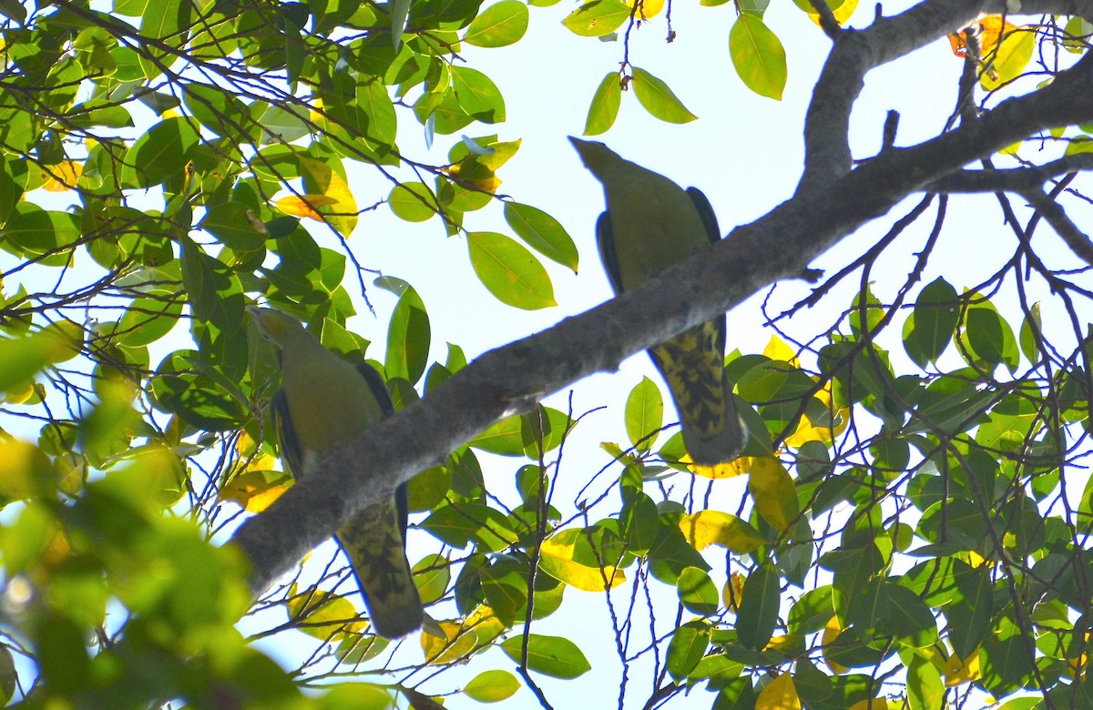 Andaman Green-Pigeon - ML159058261