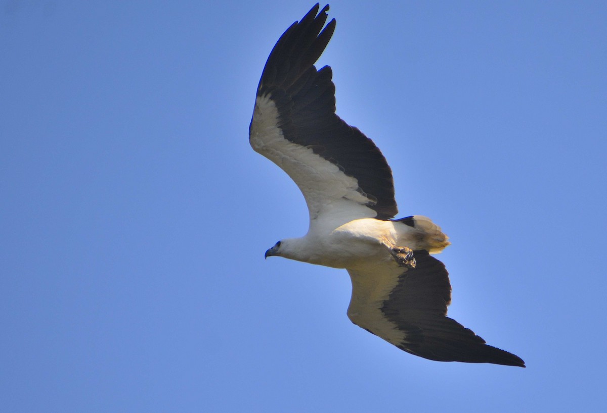 White-bellied Sea-Eagle - Harshavardhan Jamakhandi