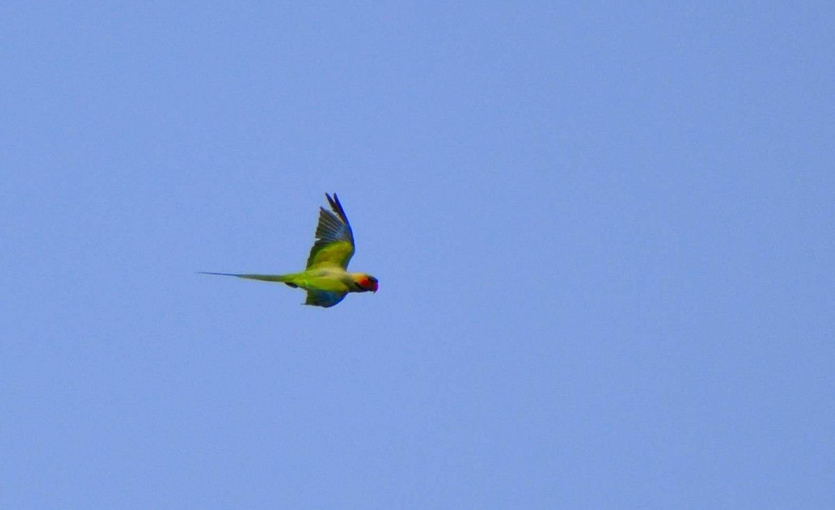 Long-tailed Parakeet - ML159058401