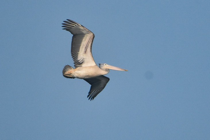 Spot-billed Pelican - vinodh Kambalathara