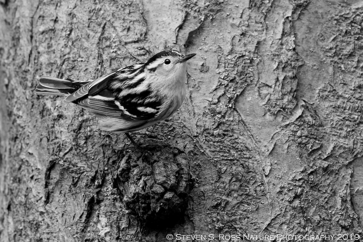 Black-and-white Warbler - ML159064971