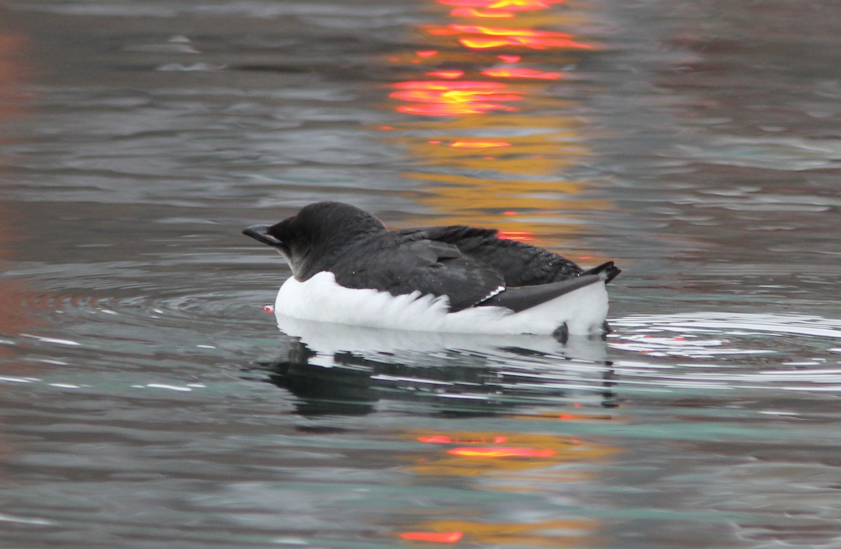 Thick-billed Murre - ML159065891