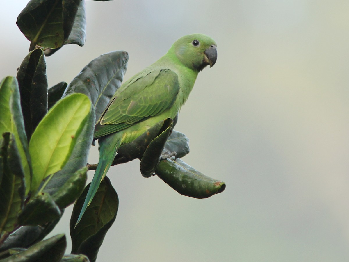 Папужець зеленошиїй - ML159066381