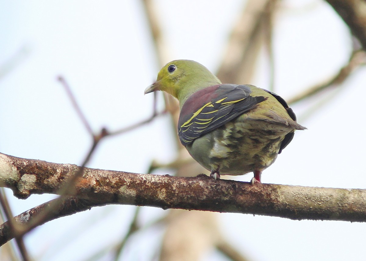 Sri Lanka Green-Pigeon - David Beadle