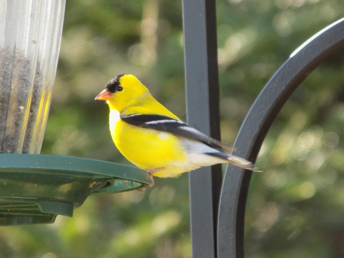 American Goldfinch - The Real Anonymous