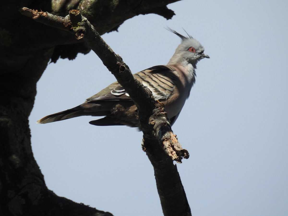 Crested Pigeon - ML159069311