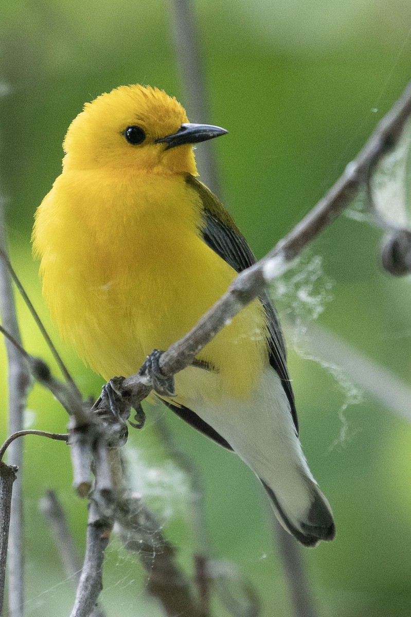 Prothonotary Warbler - ML159070771