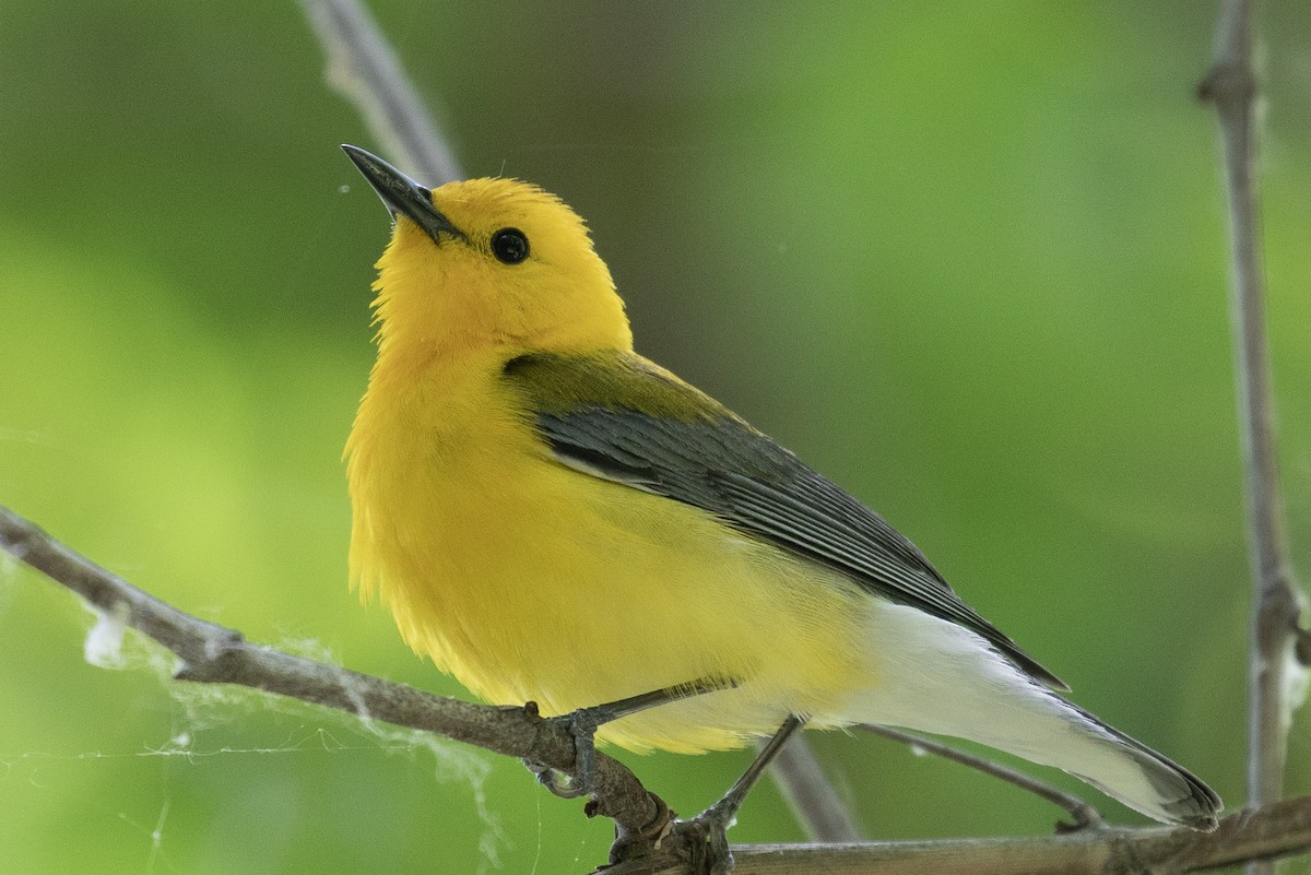 Prothonotary Warbler - ML159070781