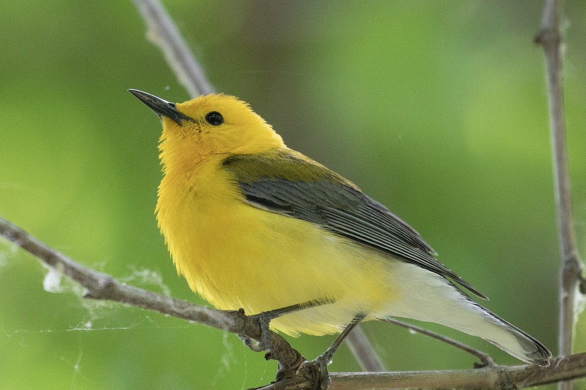 Prothonotary Warbler - ML159070801