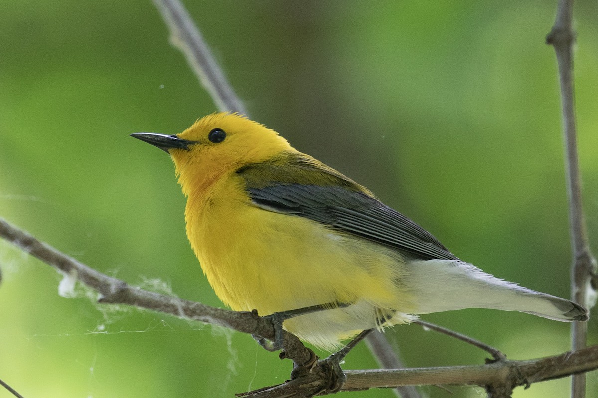 Prothonotary Warbler - ML159070811