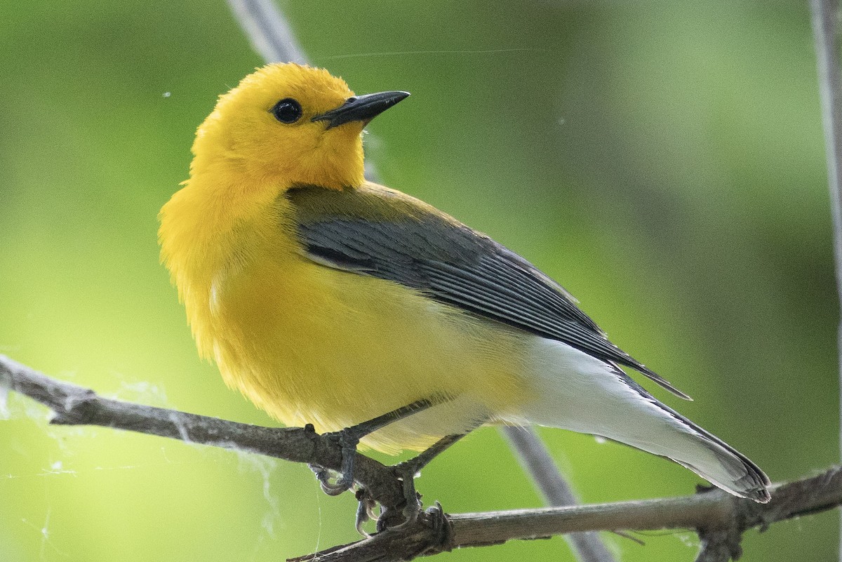 Prothonotary Warbler - Bill Wood