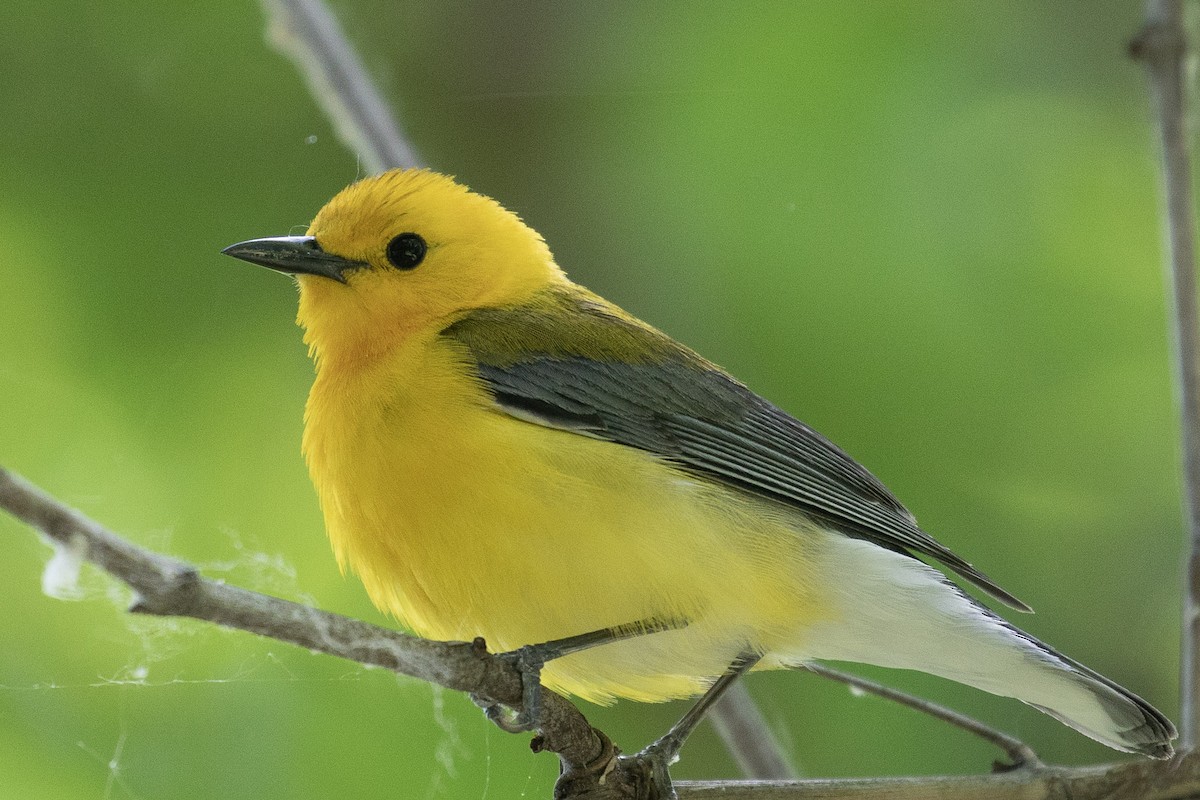 Prothonotary Warbler - ML159070831