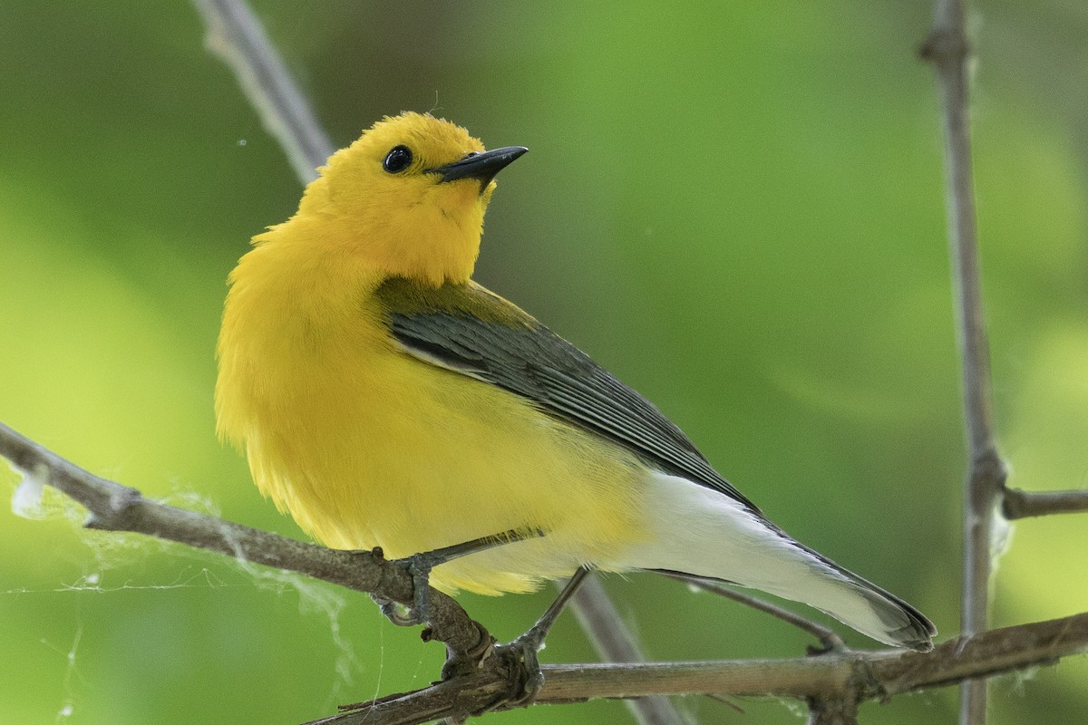 Prothonotary Warbler - ML159070841