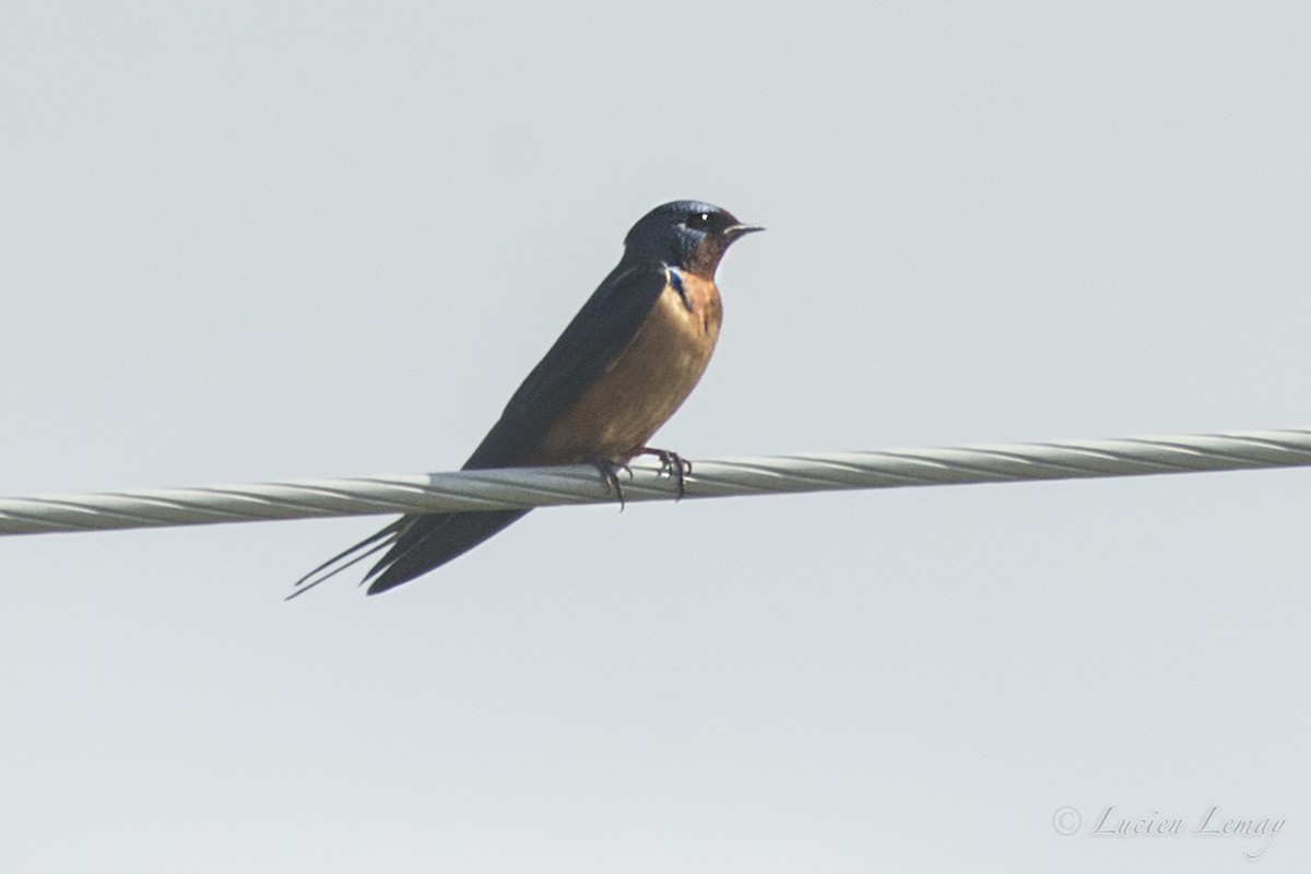 Barn Swallow - Lucien Lemay