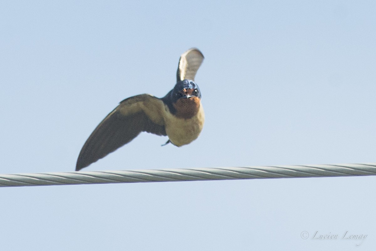 Barn Swallow - Lucien Lemay