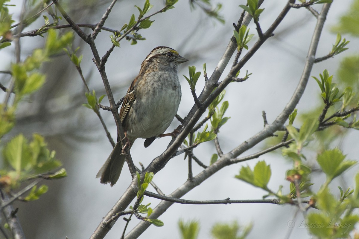 White-throated Sparrow - ML159074771