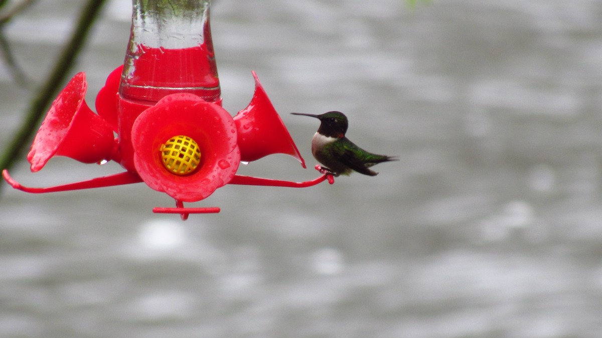Ruby-throated Hummingbird - Daniel Demers 🦉