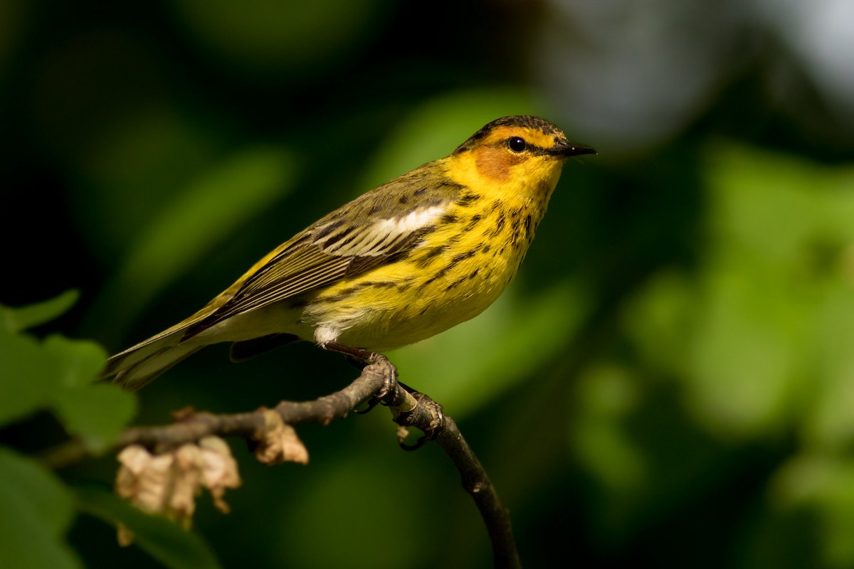 Cape May Warbler - ML159077191