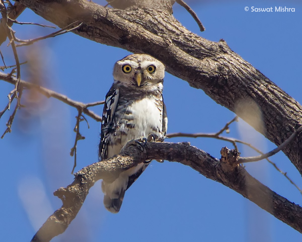 Forest Owlet - ML159077501